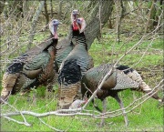 Wild Turkey