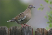 Dove Hunting Checklist ! 743617